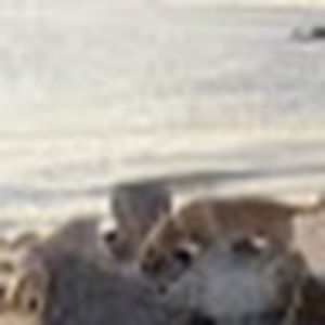 Meet your Posher, Robin